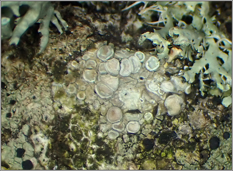 Lecanora carpinea