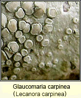 Glaucomaria carpinea (Lecanora carpinea)