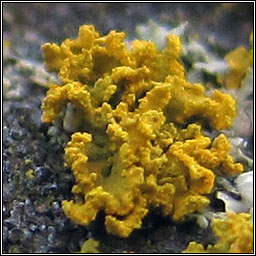 Xanthoria candelaria