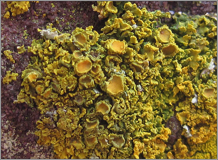 Xanthoria candelaria