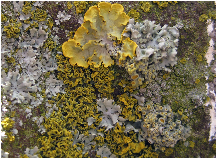 Xanthoria candelaria