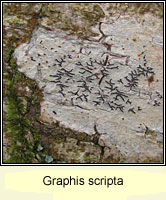 Graphis scripta