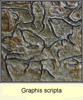 Graphis scripta