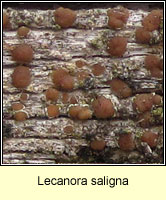 Lecanora saligna