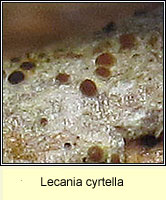 Lecania cyrtella