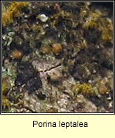 Porina leptalea