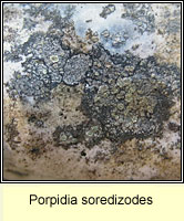 Porpidia soredizodes