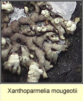 Xanthoparmelia mougeotii