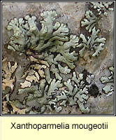 Xanthoparmelia mougeotii