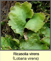 Lobaria virens