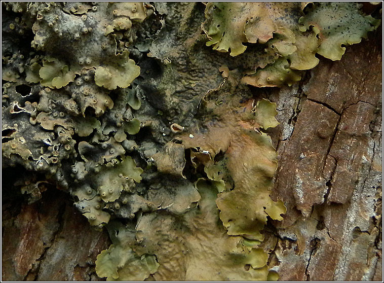 Lobaria virens