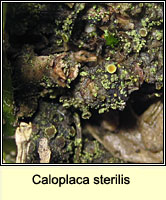 Caloplaca sterilis