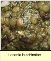 Lecania hutchinsiae