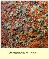 Verrucaria murina