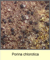 Porina chlorotica