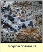 Porpidia cinereoatra