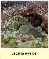 Lecania erysibe