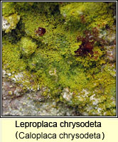 Leproplaca chrysodeta (Caloplaca chrysodeta)