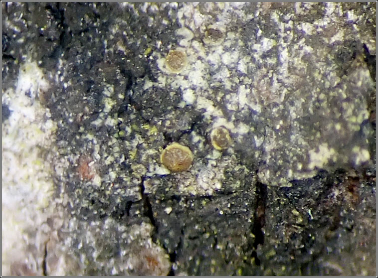 Caloplaca cerinelloides