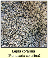 Lepra corallina (Pertusaria corallina)