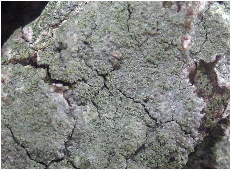 Ochrolechia subviridis