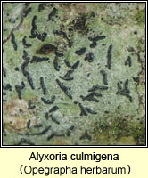 Alyxoria culmigena (Opegrapha herbarum)