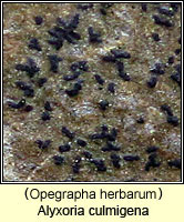 Alyxoria culmigena (Opegrapha herbarum)