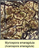 Myriospora smaragdula