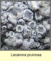 Lecanora pruinosa