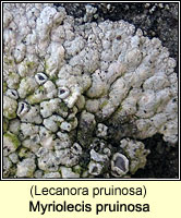 Myriolecis pruinosa (Lecanora pruinosa)