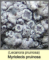 Myriolecis pruinosa (Lecanora pruinosa)