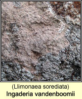 Ingaderia vandenboomii (Llimonaea sorediata)