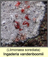 Ingaderia vandenboomii (Llimonaea sorediata)