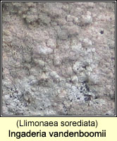 Ingaderia vandenboomii (Llimonaea sorediata)