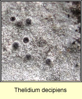 Thelidium decipiens