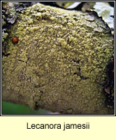 Lecanora jamesii