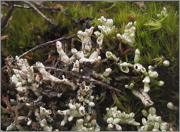 Pycnothelia papillaria