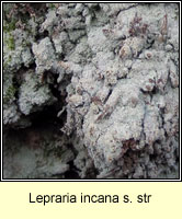 Lepraria incana sens str