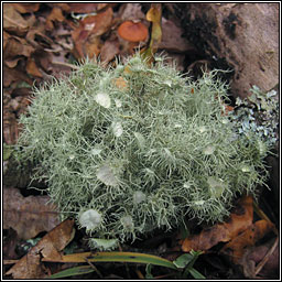 Usnea florida