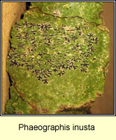 Phaeographis inusta