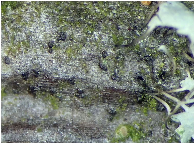 Cyrtidula quercus