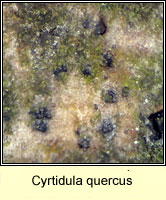 Cyrtidula quercus