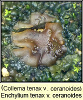 Enchylium tenax var ceranoides (C tenax var ceranoides)