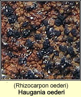 Rhizocarpon oederi