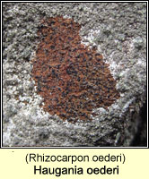 Rhizocarpon oederi