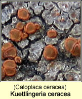 Kuettlingeria ceracea (Caloplaca ceracea)