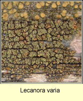 Lecanora varia