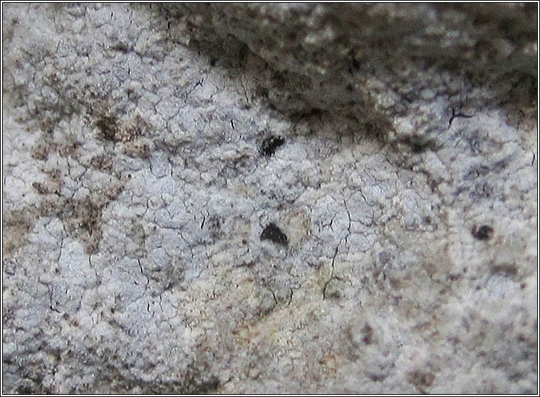 Lecanographa dialeuca