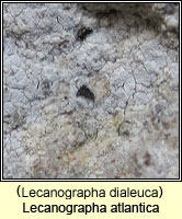 Lecanographa dialeuca