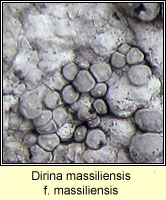 Dirina massiliensis f massiliensis